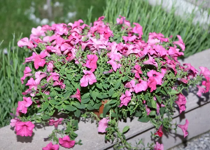 Aden Apart Отель